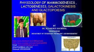 PHYSIOLOGY OF MAMMOGENESIS  LACTOGENESIS GALACTOKINESIS AND GLACTOPOIESIS [upl. by Nisa228]