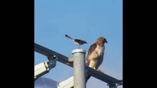 Mocking Bird Attacks RedTailed Hawk [upl. by Denyse]