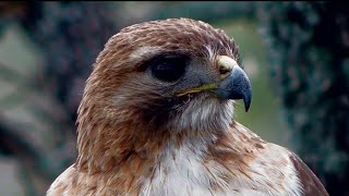 Redtailed hawk Up close and personal [upl. by Eednus]