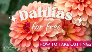 How to Grow Dahlias from Cuttings EASY amp CHEAP [upl. by Adnilev872]