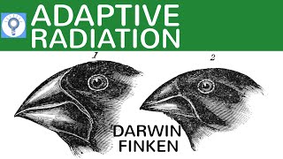 Adaptive Radiation  die Darwin Finken einfach erklärt  Evolution 17 [upl. by Peednas]