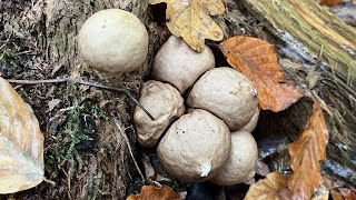 4K Lycoperdon pyriforme Mushroom Identification [upl. by Acinnej662]