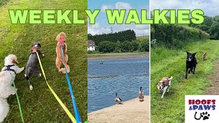 Weekly Walkies with Hoofs amp Paws 🦆 🐶 [upl. by Pearson]