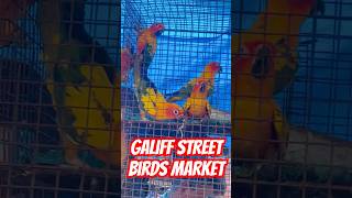 Galiff Street Birds Market shorts minivlog birds love galiffstreet 2024 [upl. by Wj]