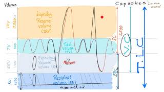 Pulmonary Function Tests PFTs  Spirometry  Lung Volumes amp Capacities Made Simple  Physiology [upl. by Eirot]