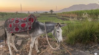 I bought myself a donkey for €69 My first ride with him in Luxor Egypt [upl. by Paten]