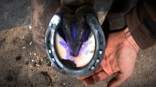 Horse Hoof ABSCESS  How I HELP Him RECOVER  HORSESHOEING [upl. by Eednak]