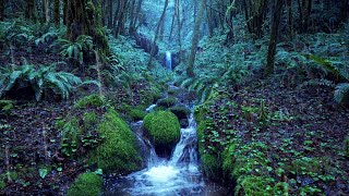 Relaxing Rain Noise  Forest Stream 🌧️ Water Sounds for Sleeping [upl. by Damas]