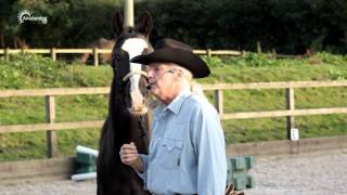 Franklin Levinson  Natural Horsemanship [upl. by Annawoj]