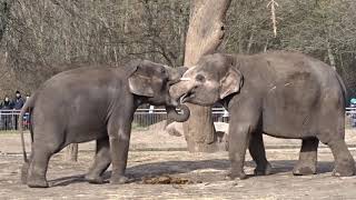 Rundgang durch den Tierpark Berlin Friedrichsfelde aufgenommen 2019  März 2020 [upl. by Elocaj364]