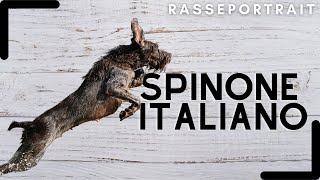 SPINONE Italiano  Geschichte Charakter amp Haltung Rassecheck [upl. by Walston]