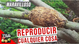 COMO HACER UN ACODO AEREO Y REPRODUCIR CUALQUIER ARBOL O ARBUSTO [upl. by Elletnuahc]