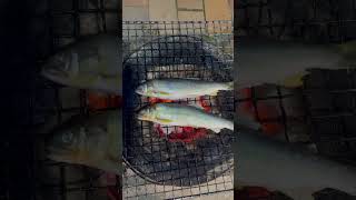 鮎を焼いてみた🔥I tried grilling sweetfish 🔥asmr 鮎 sweetfish [upl. by Docila93]