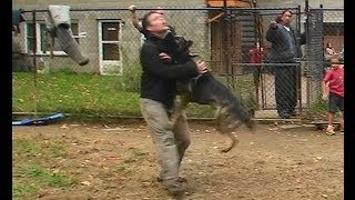 Attack Trained Dutch Shepherd and German Shepherd K91com [upl. by Cleve]