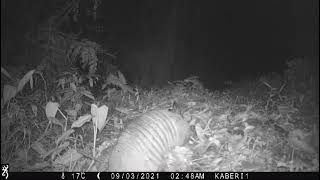 Armadillo Ninebanded Armadillo  Dasypus novemcinctus colectando hojarazca [upl. by Dovev]