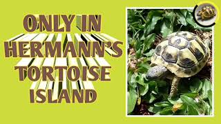 Only in Hermanns Tortoise Island  🆕 Channel Name [upl. by Admama]