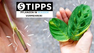 Pflanzen in Wasser vermehren  5 Tipps wie du Fehlern aus dem Weg gehen kannst [upl. by Iruam]