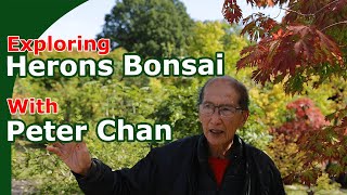 Peter Chan Guided Tour Of Herons Bonsai [upl. by Anisah59]