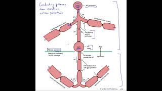 Cardiac action potential conduction pathways [upl. by Annawal665]