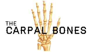 How to Remember the Carpal Bones  Carpal Bones Mnemonic  MEDZCOOL [upl. by Alburg]