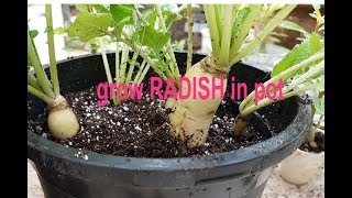 how to grow RADISHMULI in pot easily [upl. by Astrahan]