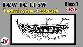 5 Insect endocrine system [upl. by Mohun359]