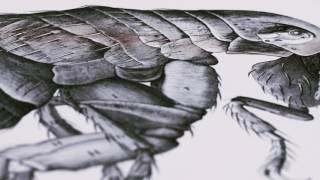 Micrographia  A Folio Society Limited Edition [upl. by Ewan]