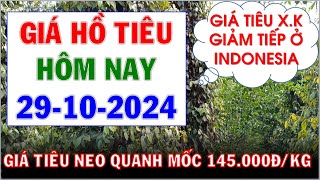 Giá hồ tiêu hôm nay ngày 29102024Giá tiêu neo quanh mốc 145000 đồngkg [upl. by Jake507]