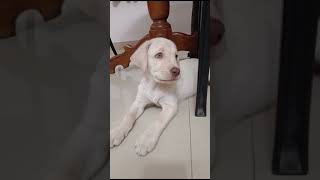 After eating Lucky is in the mood to walk labrador luckys cutealert doglover feelinglucky cute [upl. by Kassaraba]