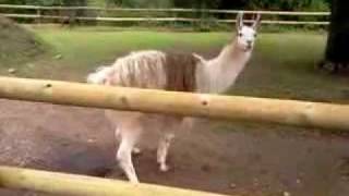 Llama Lama glama defecating at Saarbrücken Zoo Saarbrücken Germany 25072011 [upl. by Twyla]