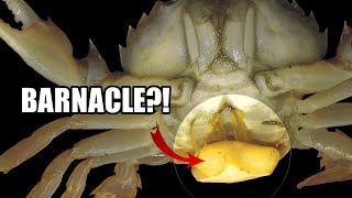 Parasitic Barnacle Facts the BARNACLE Youve NEVER HEARD OF 🤮 [upl. by Ddej]