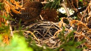 Eurasian Wren Troglodytes troglodytes Adult feeding nestlings 5 [upl. by Ollayos673]