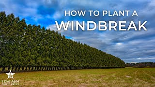 How to Plant a Wind Break [upl. by Saunders]