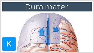 Dura mater  Function Location amp Layers  Neuroanatomy  Kenhub [upl. by Aneeuqahs]