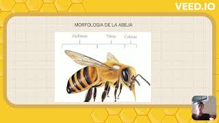 PRESENTACION DE LA MORFOLOGIA FISIOLOGIA Y ANATOMIA DE LAS ABEJAS quotAPIS MELLIFERAquot [upl. by Innad]