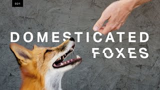 We met the world’s first domesticated foxes [upl. by Schoening]