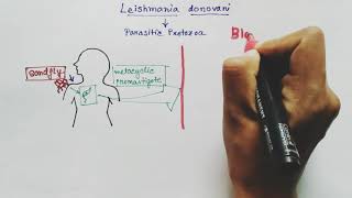 Leishmania donovani Lifecycle  English   Kalaazar  Dumdum fever [upl. by Latrell]