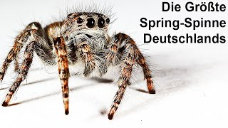 SpringSpinne gefunden  Schau was sie gemacht hat [upl. by Neit]