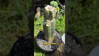 How to treat black spots or fungus on cacti and succulents 🤓 trichocereus [upl. by Anoval]