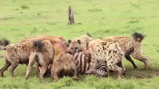 Hyenas Eating Zebra Maasai Mara [upl. by Egroeg]