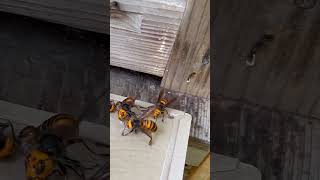 Giant hornets jump into the trap gianthornet beekeeping invasivespecies northerngianthornet [upl. by Nev]