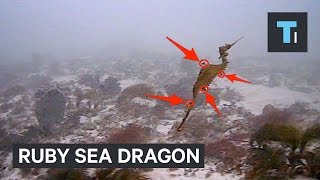 First footage of a living ruby sea dragon settled a big mystery [upl. by Hedva]