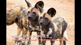 WILD DOG PUPPIES  Ngala Tented Camp  Timbavati Game Reserve  Kruger National Park [upl. by Hinman]