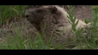 Mountain Moment Meadow Marmots [upl. by Ordnasil607]