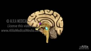 Neuroscience Basics Dopamine Reward Pathway Animation [upl. by Shurlocke]