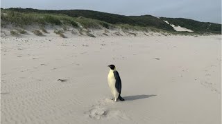 Pinguin schwimmt 3500 Kilometer und landet am Strand in Australien [upl. by Maite]