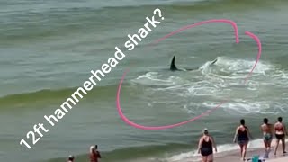 🦈 Hammerhead shark at Orange Beach Alabama 2022 🦈 [upl. by Anniken]