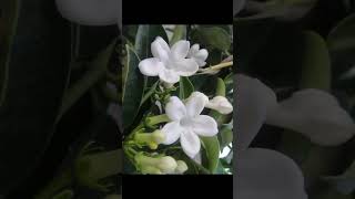 Jasmine Stephanotisfloribundabeautiful flower vine fragrant blooms garden love gardening [upl. by Bagley]