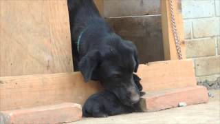 Blacky Mom Labrador [upl. by Levinson910]