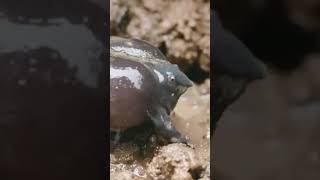 കോഴി തവളകൾ🐸🤣ശ്ശെടാ purple frog pignose frog Indian purple frog rare frog species [upl. by Ardnosac544]